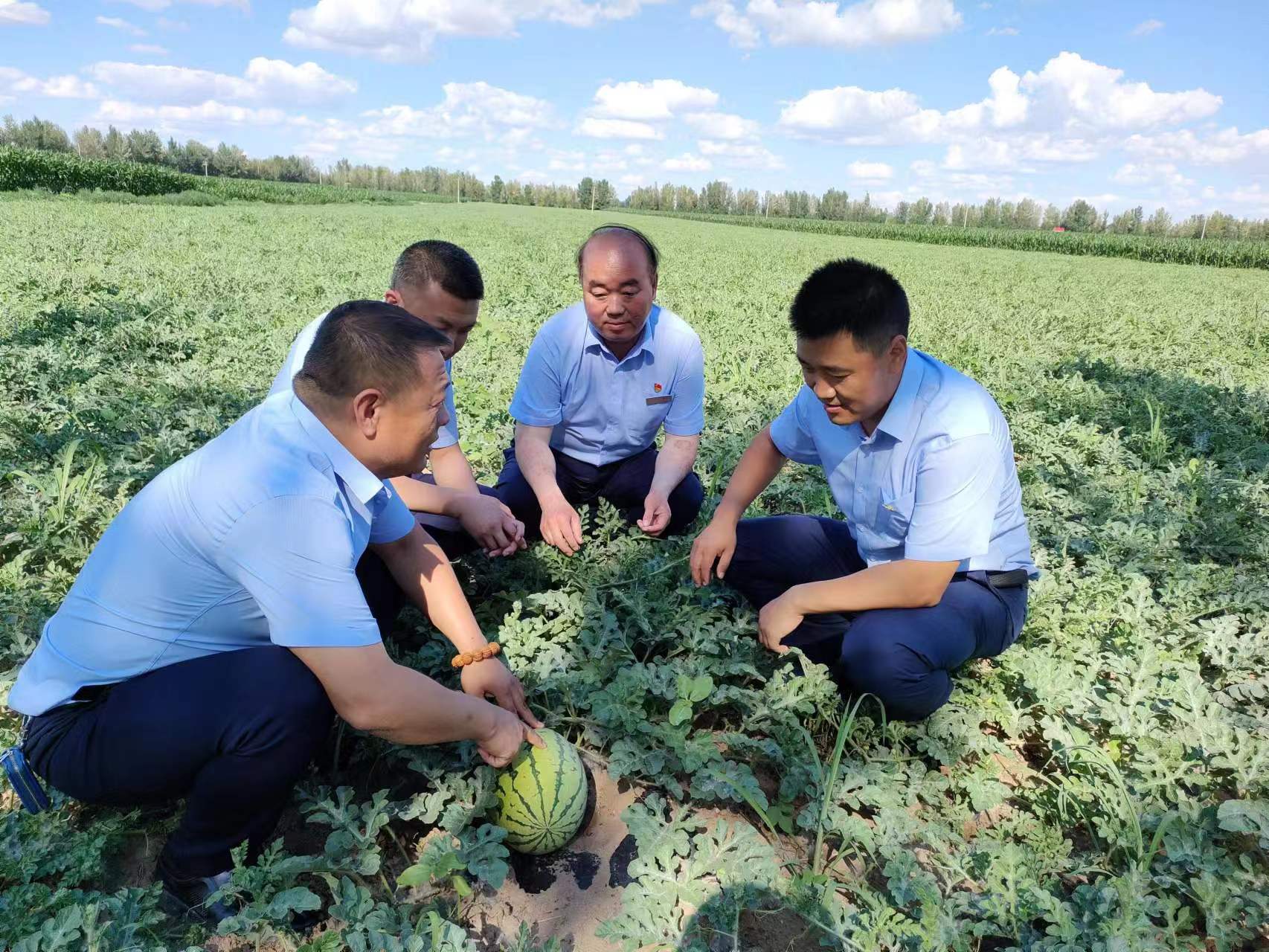 乌拉特农商银行助农增收结出“致富果”(图1)